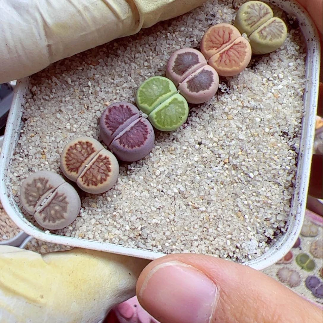 1020 68整盆一起发