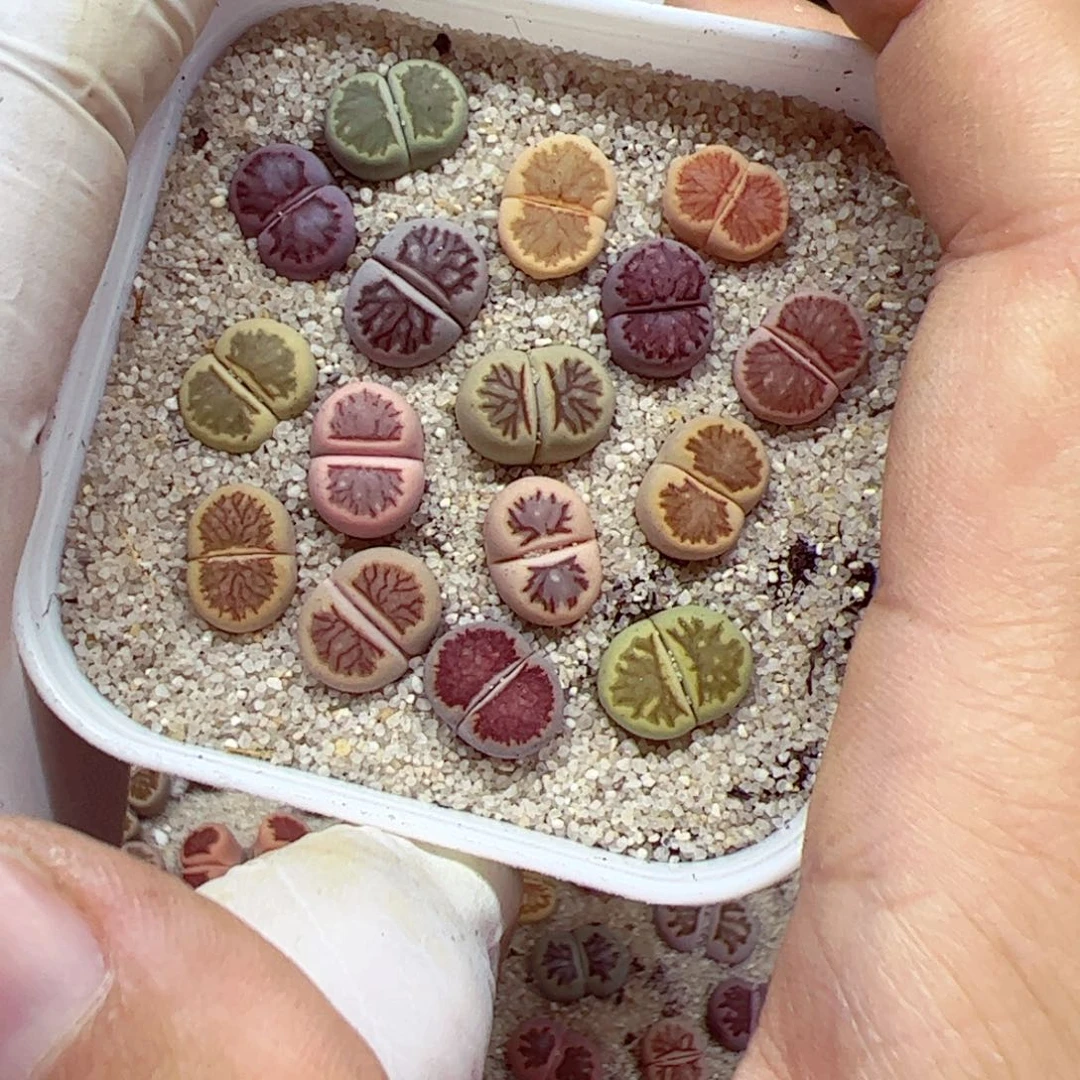 1018 75整盆一起发