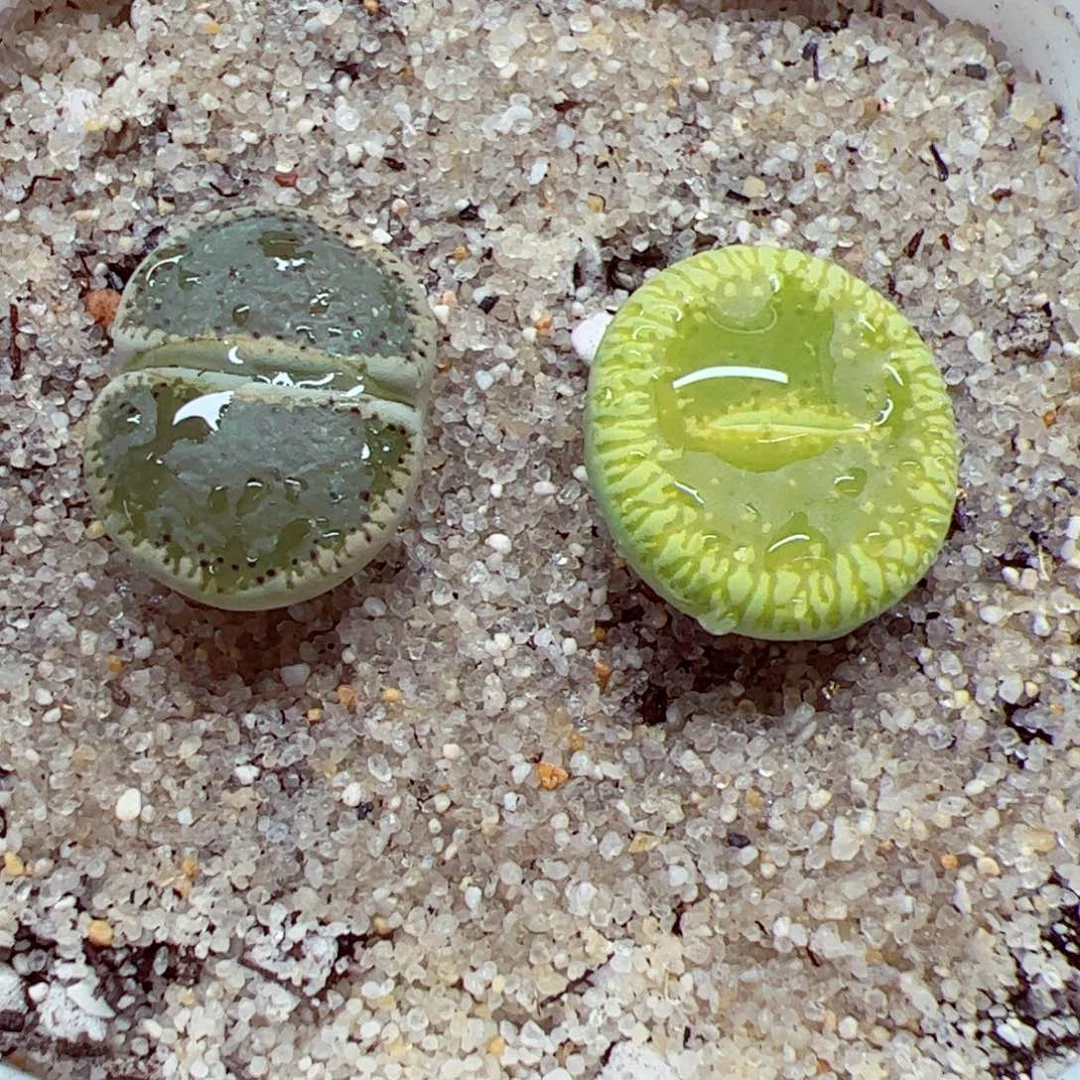 小*106 108两颗一起发