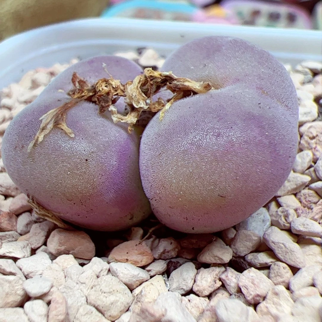 1020 183优秀的双头