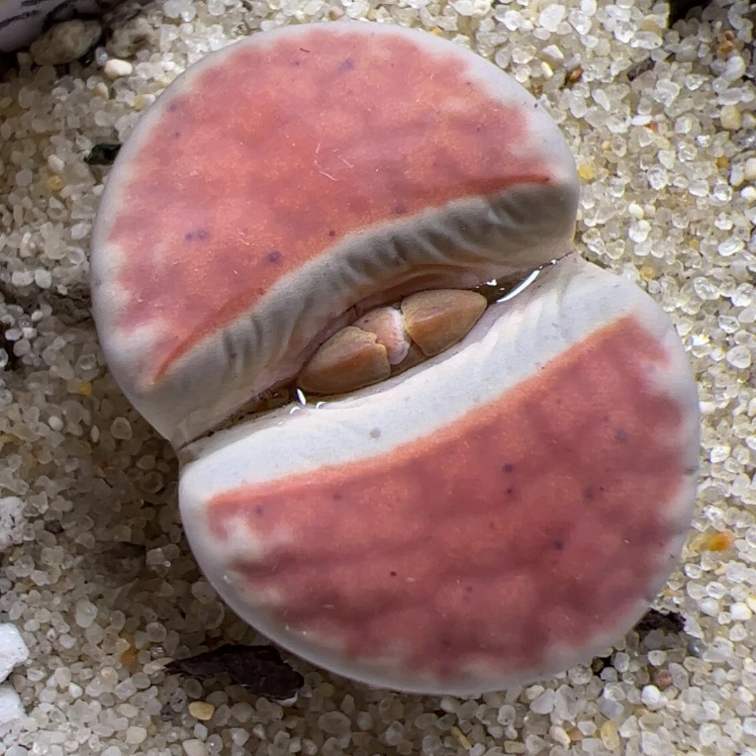 1030 133优秀的肉肉