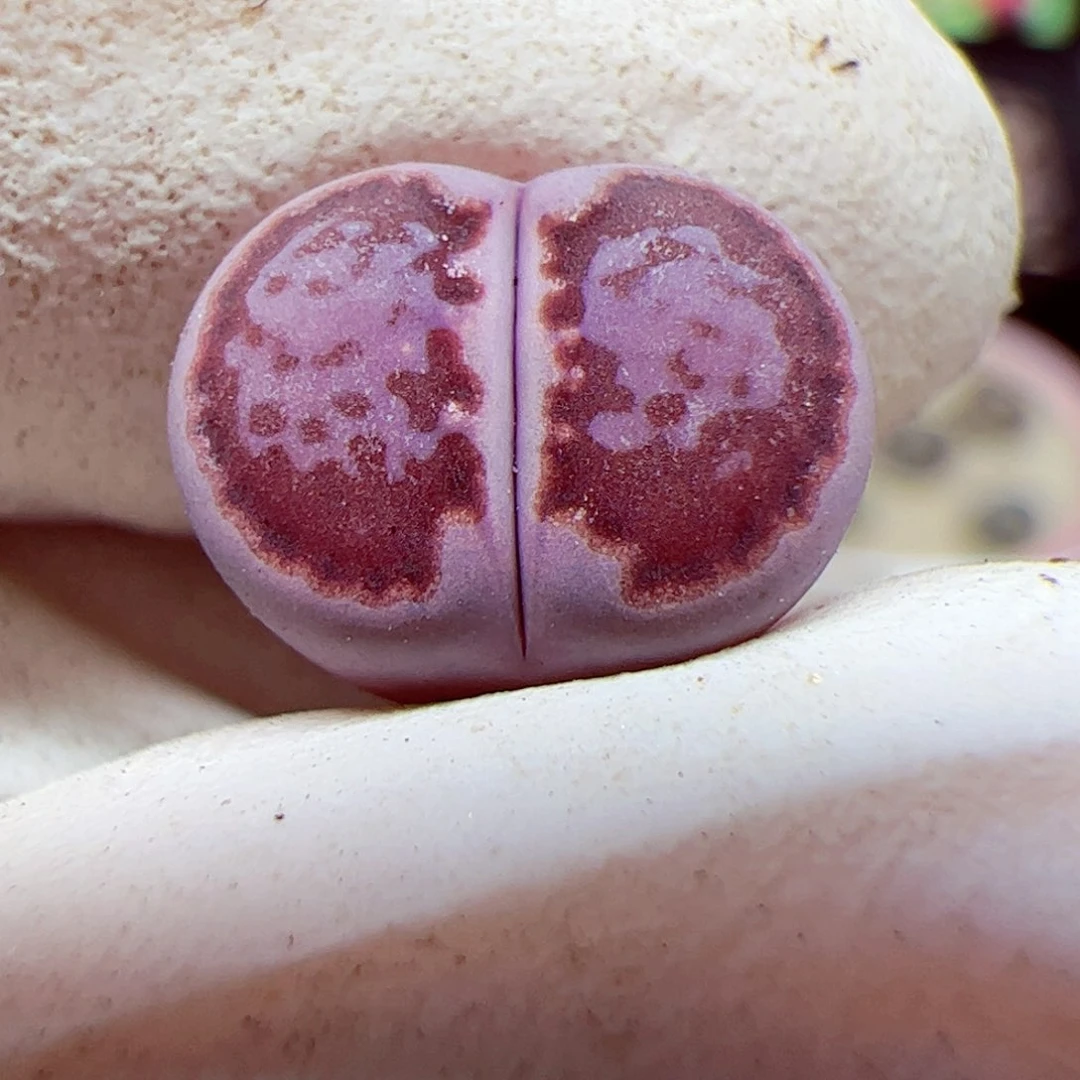 顺**利1111 133优秀的肉肉