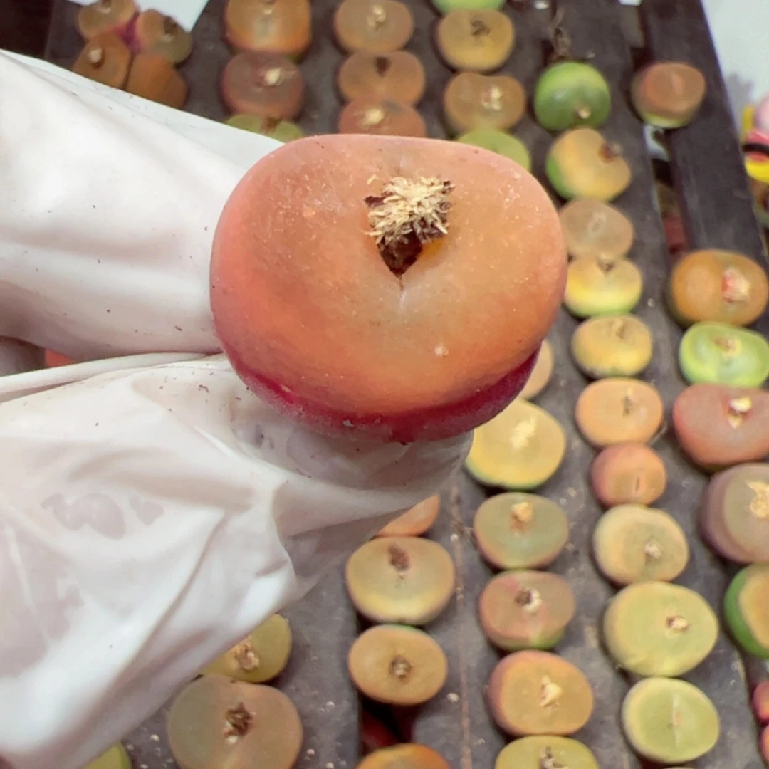 【闪购商品】城****西108-94