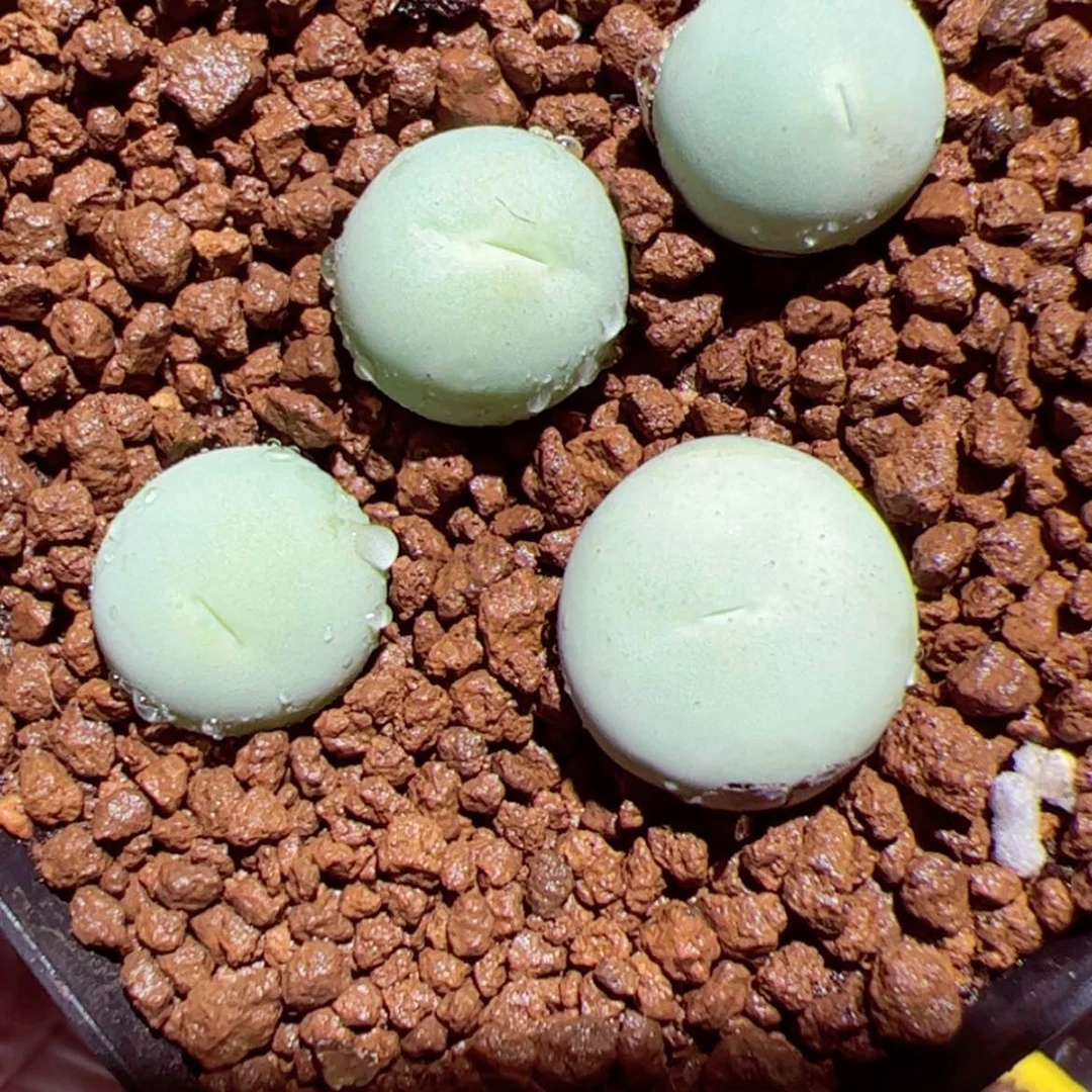 【闪购商品】1220-67