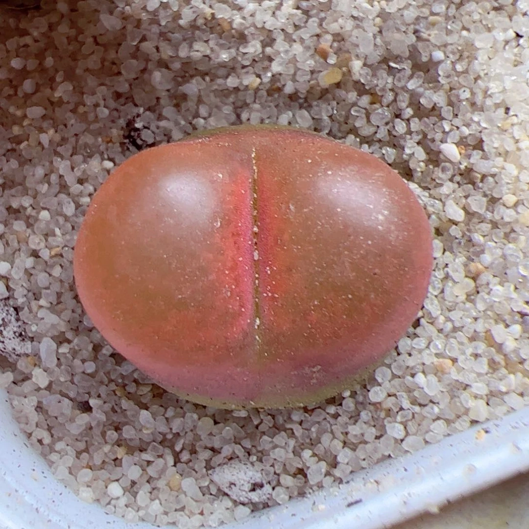 1026 71优秀的肉肉