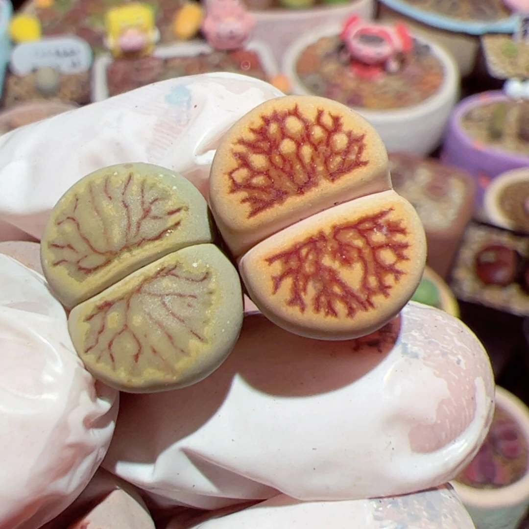 【闪购商品】小***妈1222-53