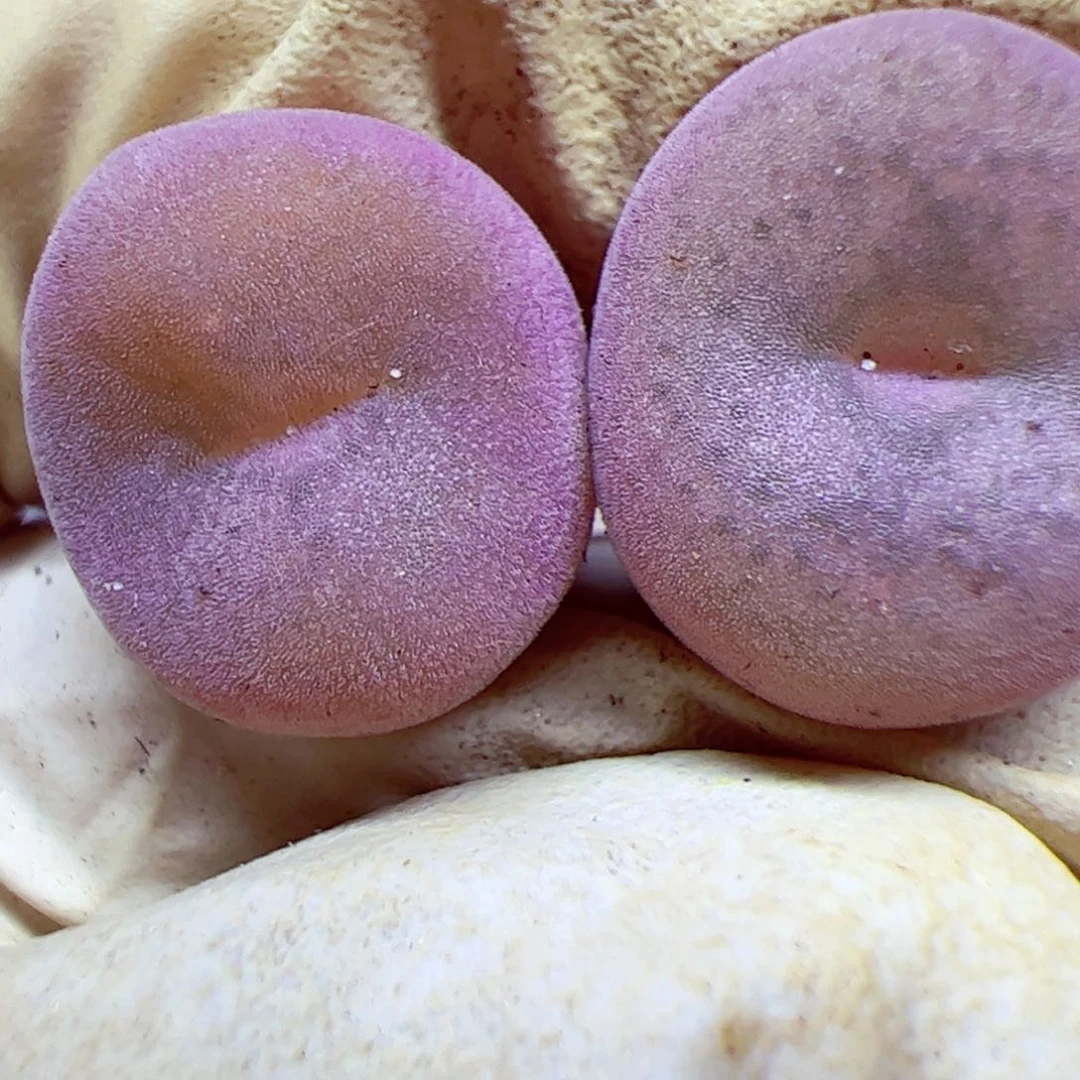 1026 147优秀的肉肉