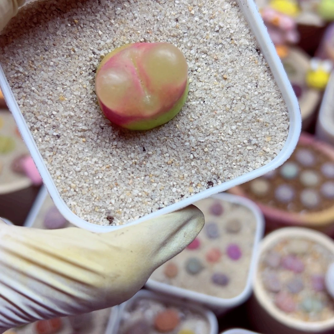 1026 75优秀的肉肉，不售后