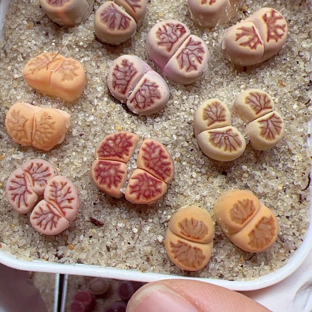 1114 76优秀的整盆