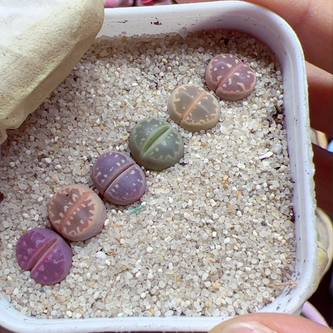 1020 55整盆一起发