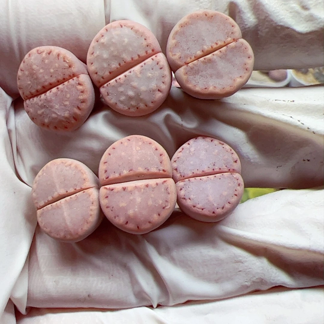 卷*酱1103 63优秀的肉肉