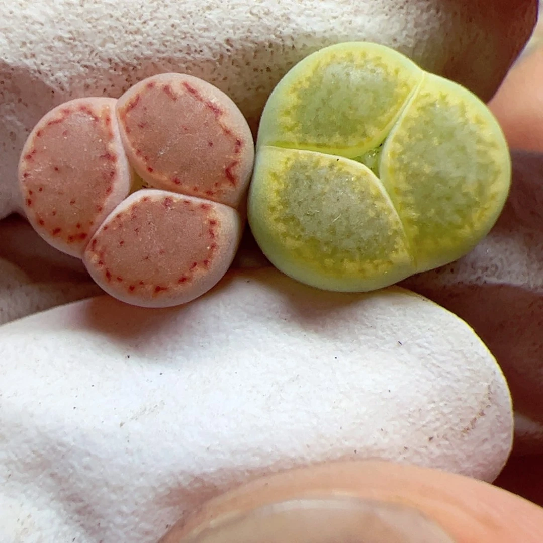 1101 167优秀的肉肉