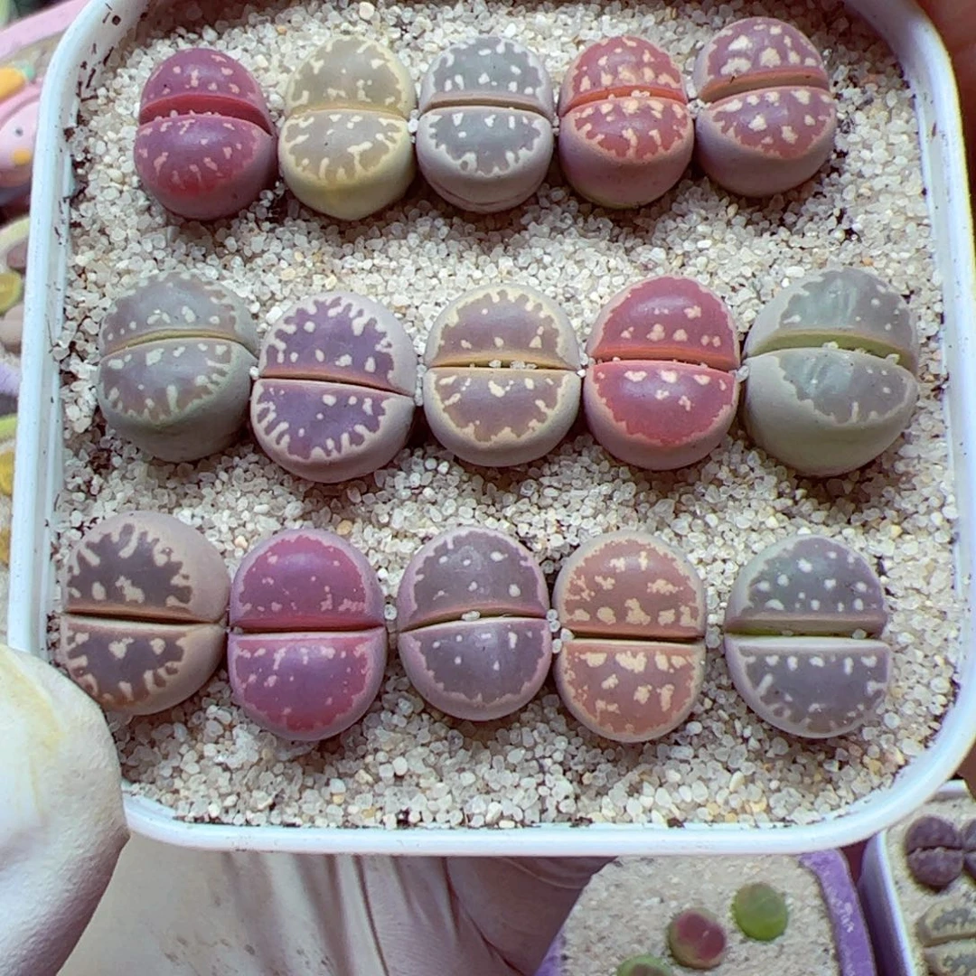 107 11整盆一起发