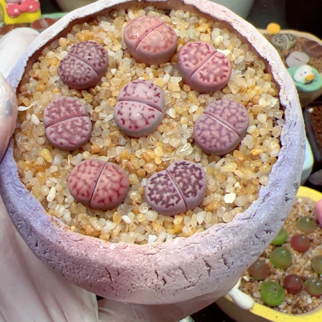 【闪购商品】今****美103-133