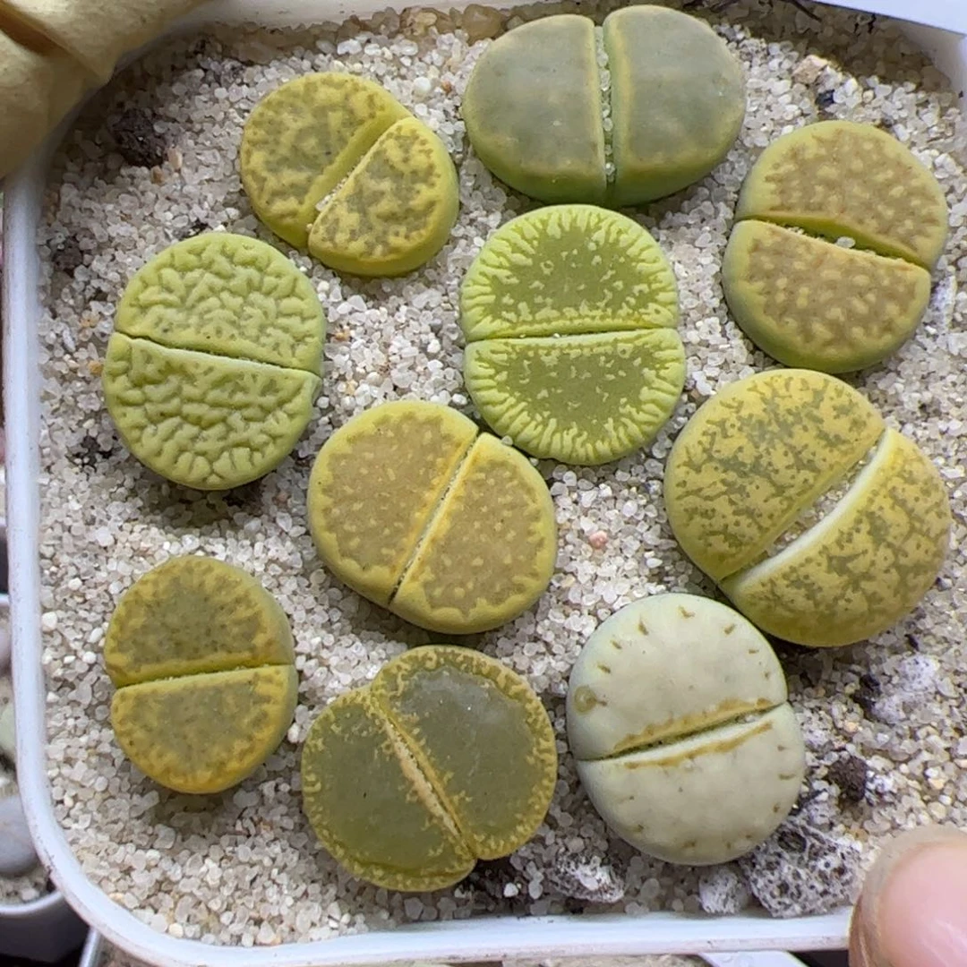 1030 201优秀的整盆