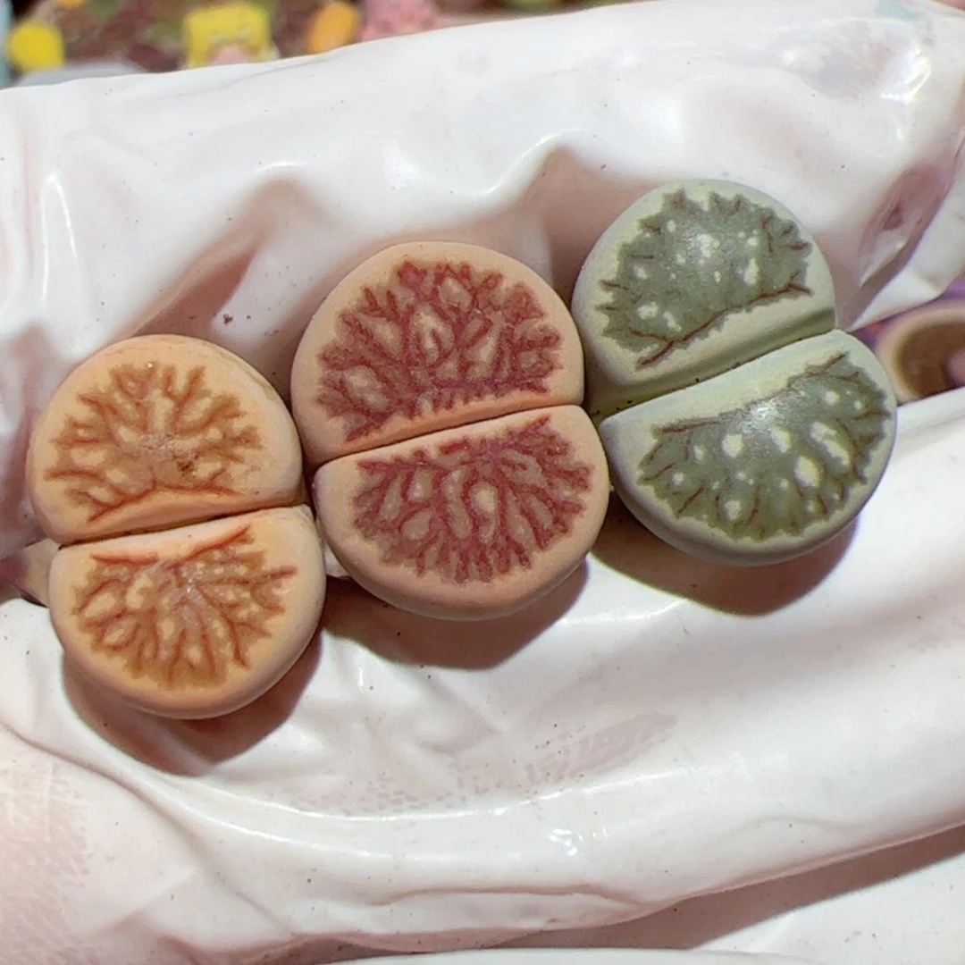 【闪购商品】甜**?1222-54