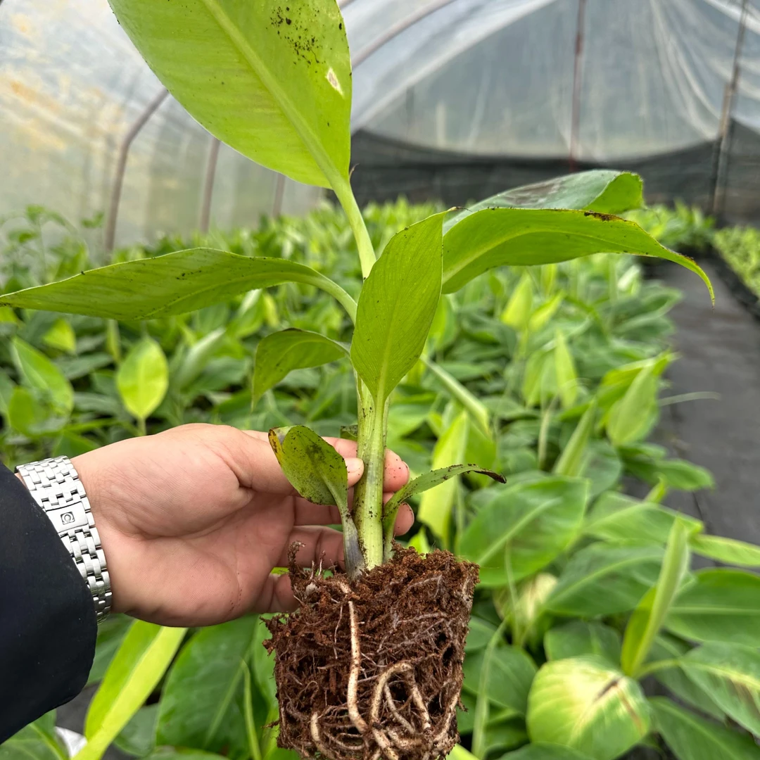 香蕉苗中蕉9号粉蕉b6香蕉种一颗也结果南北种植地栽盘栽
