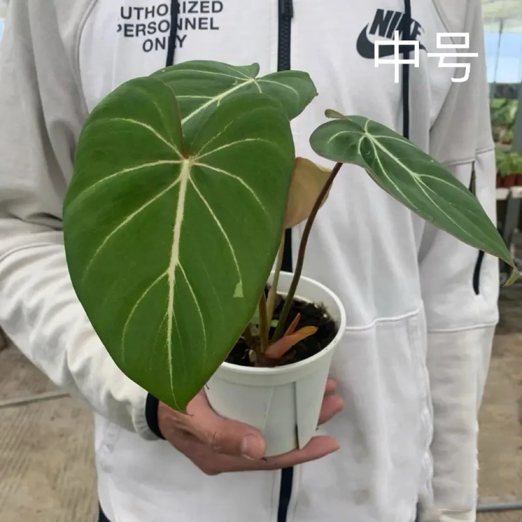 明脉粉脉蔓绿绒 新品绿萝天南星科热植 庭院室内客厅观叶盆栽绿植