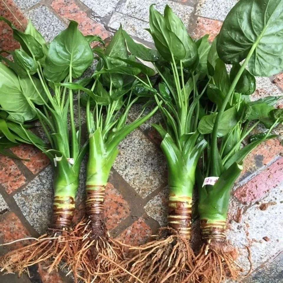 室内净化空气新房吸甲醛盆栽滴水观音观叶植物霸王芋改善水质美观