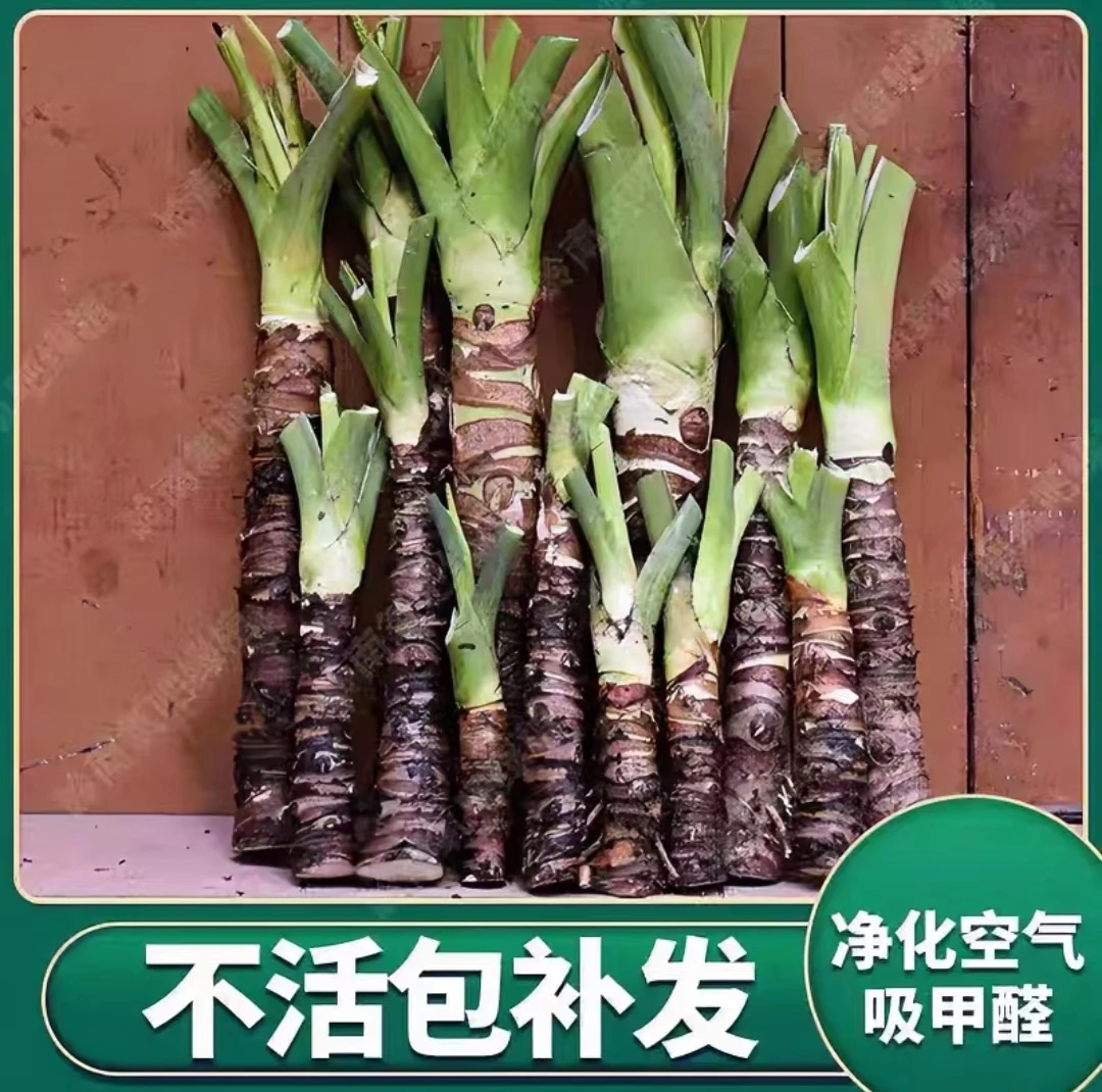 滴水观音盆栽霸王芋室内盆景老桩庭院大型绿植植物水培吸甲醛招财