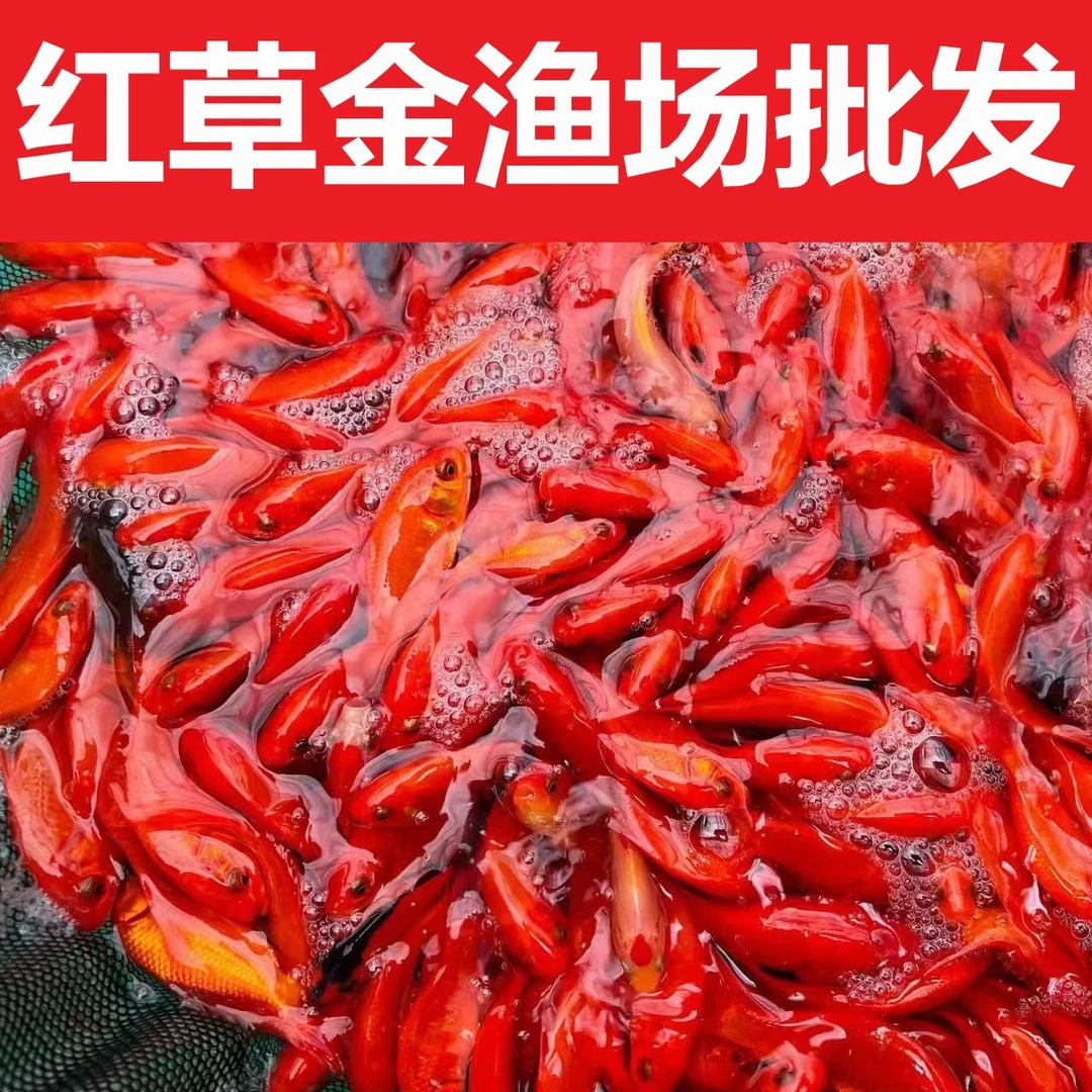 草金鱼观赏红草金小金鱼好养耐活淡水好养活冷水鱼苗苗草金鱼