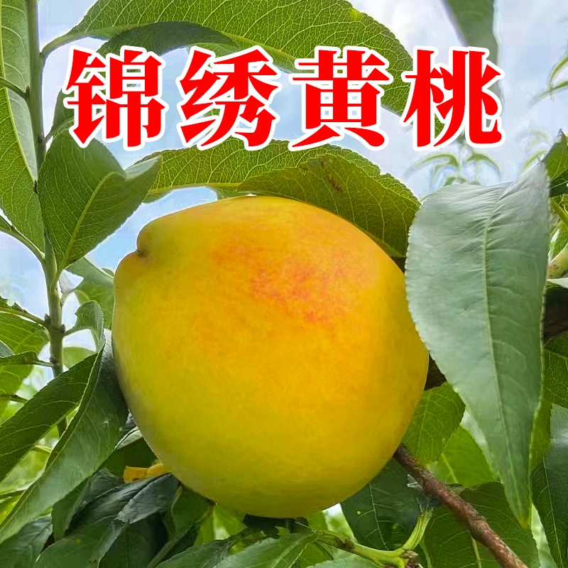 【顺丰/中通/圆通】荆州锦绣黄桃脆甜爽口果园直发5斤包邮