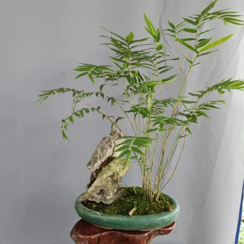 佛肚竹罗汉竹米竹盆景