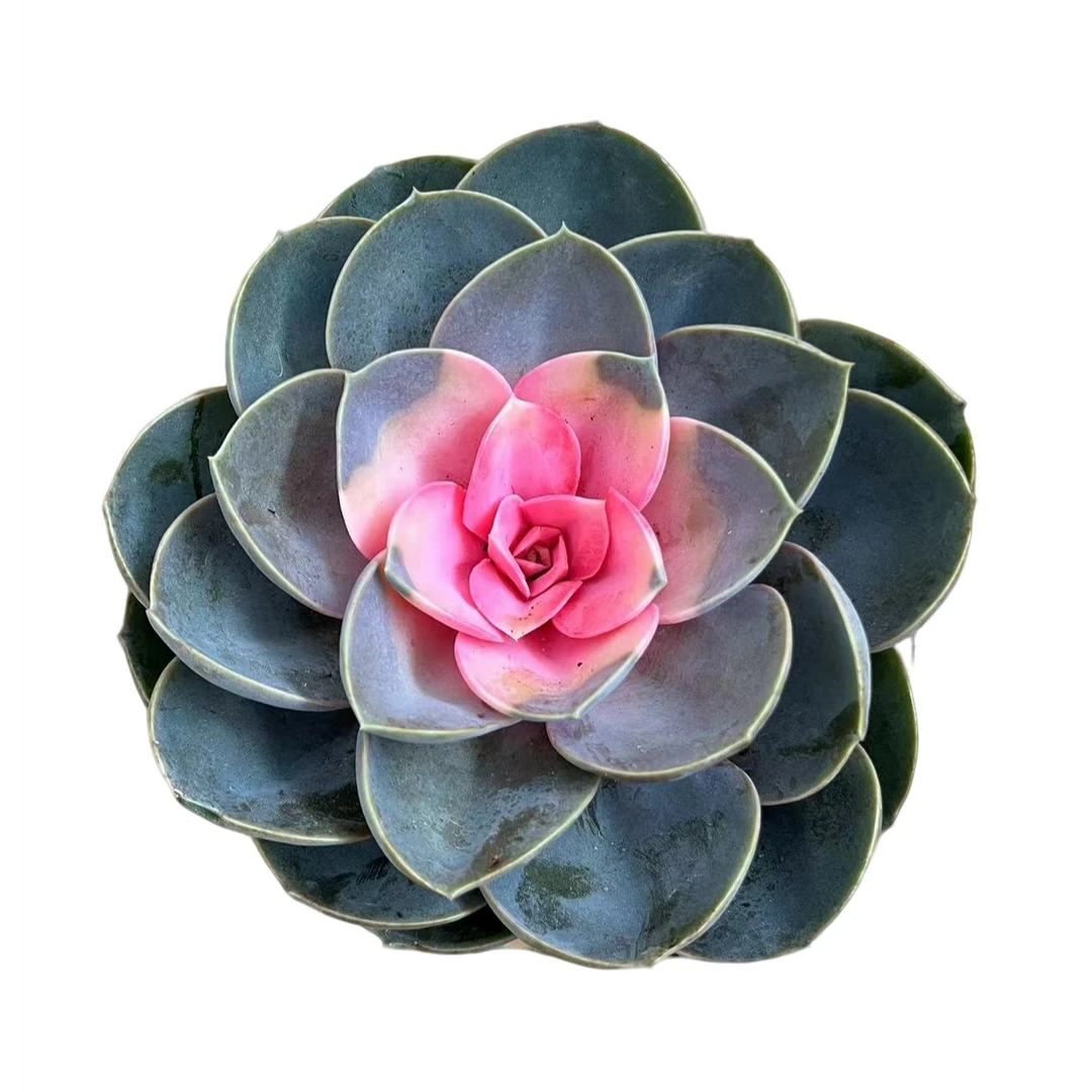 旧时光园艺 牡丹仙子 带糖心带盆土