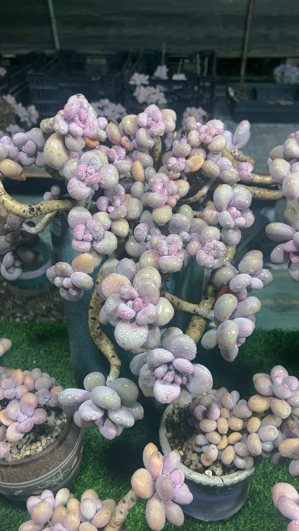 旧时光多肉，桃蛋小老桩单颗一物一拍