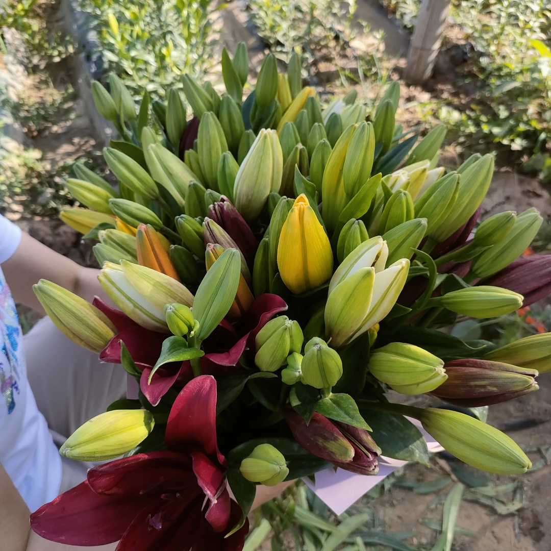 百合，耐寒百合，适合盆栽地栽，大小随机，颜色随机