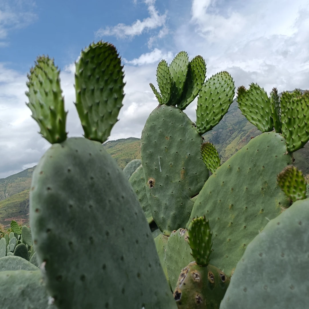 梨果龙舌(黄果)仙人掌 食用种植一体