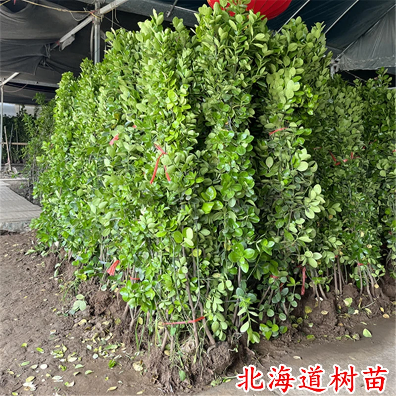 围墙篱笆植物大叶北海道黄杨苗冬青树苗四季常青耐寒庭院绿篱树苗