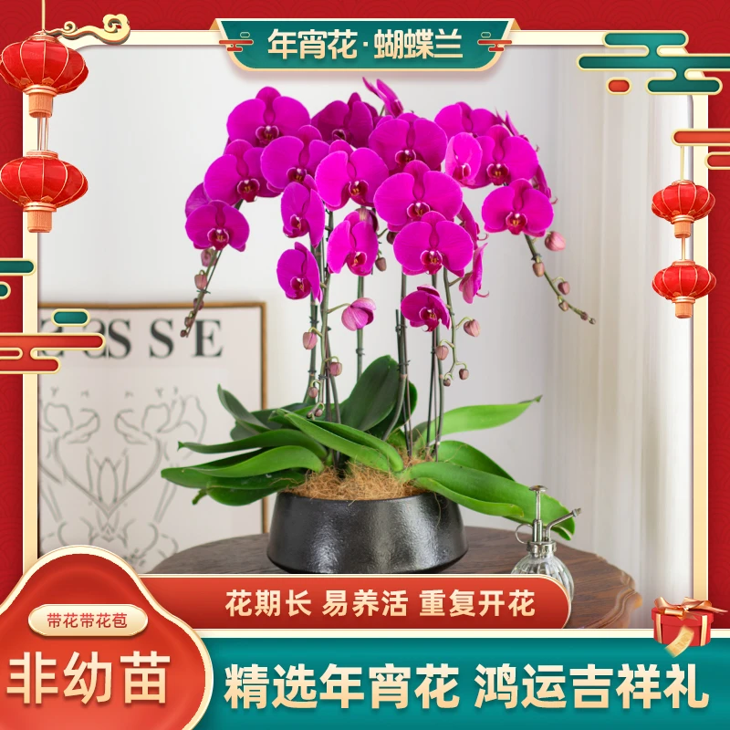 年宵花蝴蝶兰【大红花】室内带花苞 超大花盆栽(叶子开裂正常现象)