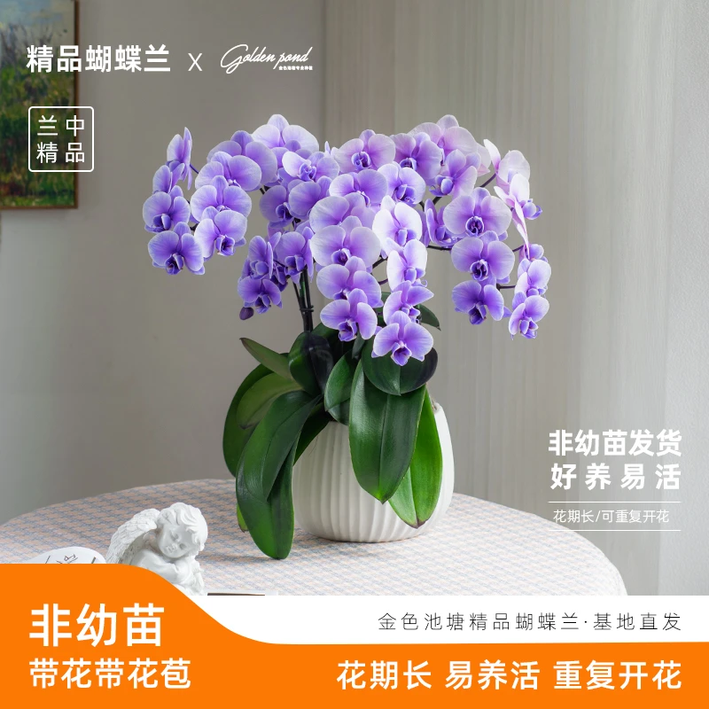【COCO】浪漫七夕节 蝴蝶兰盆栽【马卡龙MH】非天然色鲜花 带花卉开花