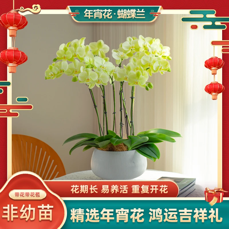 年宵花蝴蝶兰【日光浴】花卉绿植盆栽开花带花带花苞室内送礼种植花