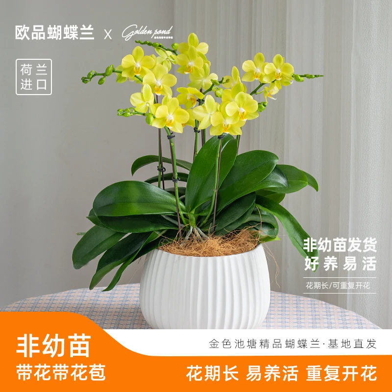 精品鲜花蝴蝶兰【阳光假日】室内花卉送礼盆栽绿植带花苞种植花