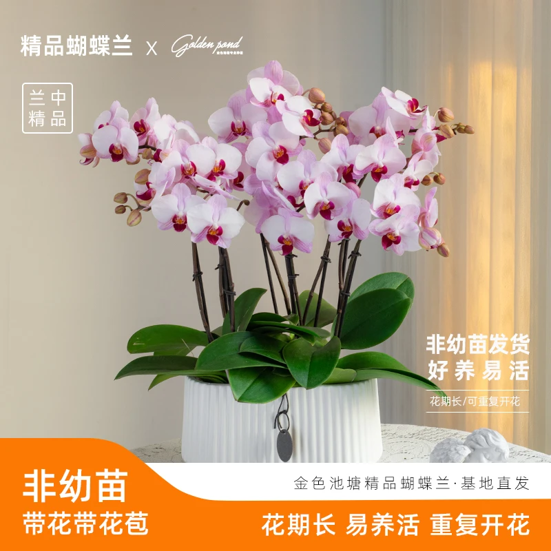 教师节中秋节鲜花【老粉钻】蝴蝶兰室内花卉盆栽客厅餐桌乔迁婚礼