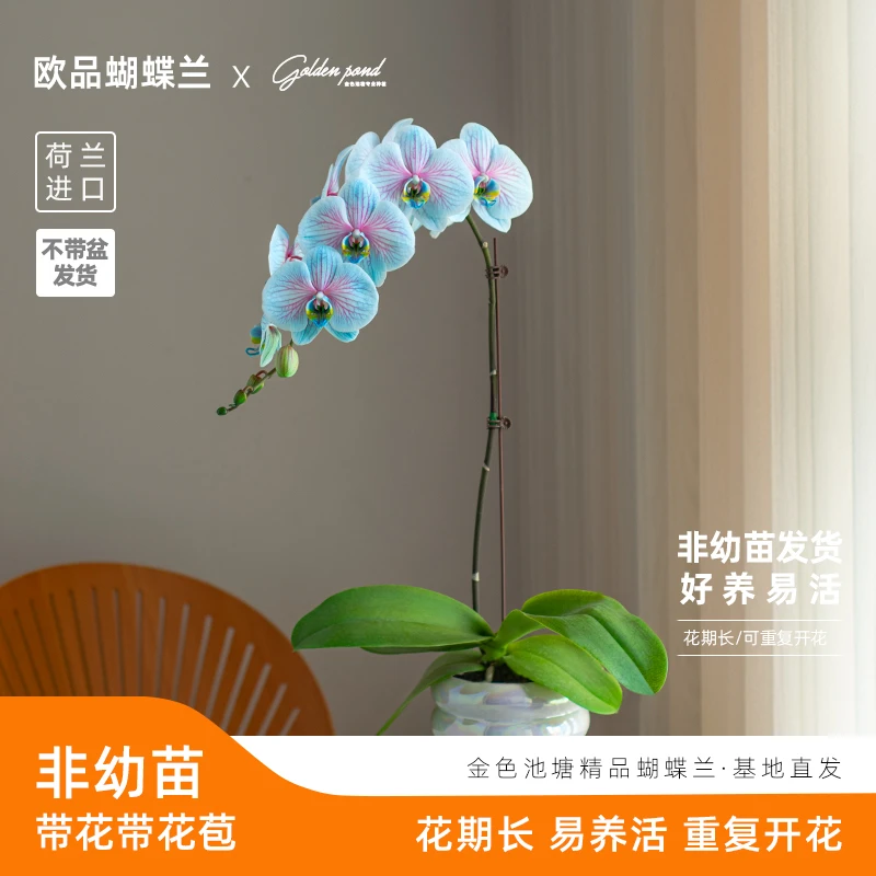精品特大蝴蝶兰【马卡龙V3】室内客厅盆栽花卉开业乔迁【非纯天然】