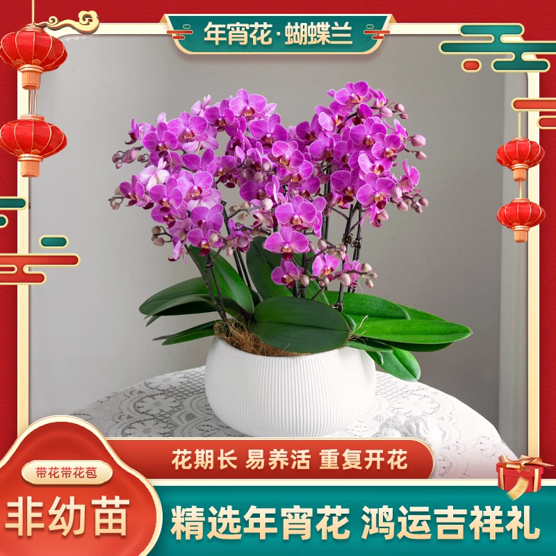 年宵花蝴蝶兰【聚宝盆】室内带花带花苞花卉盆栽绿植客厅送礼花种植