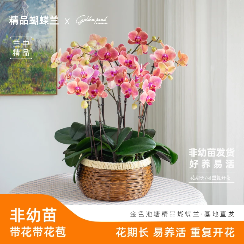 浪漫七夕节 蝴蝶兰【小桔灯】室内耐寒花 带花带花苞前台开业乔迁