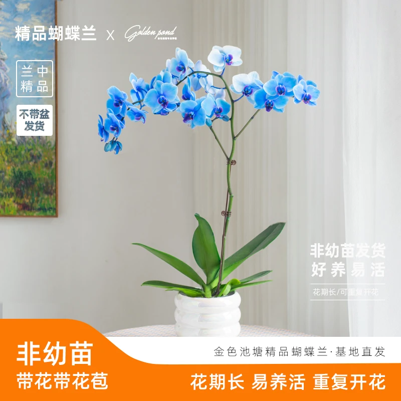 浪漫七夕节蝴蝶兰【马卡龙y】超大花 室内花卉 礼品开业乔迁 送礼