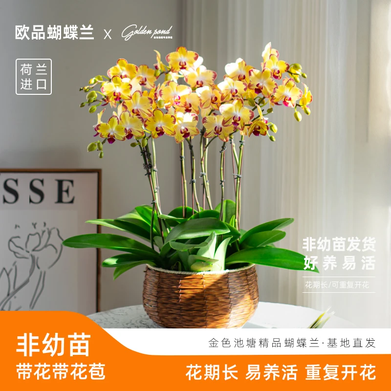 精品蝴蝶兰【金玉满堂闪电边】室内花卉盆栽客厅种植花【顺丰包邮】