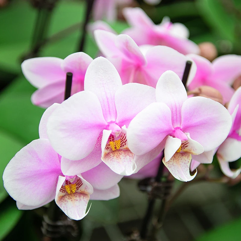 教师节中秋节鲜花【万人迷】蝴蝶兰鲜花室内花卉 盆栽开业礼品 耐寒