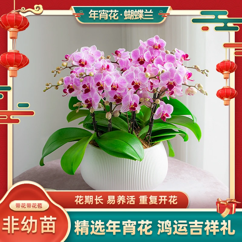 年宵花蝴蝶兰【奥利奥】室内花卉绿植盆栽送礼开花种植花蝴蝶兰盆栽