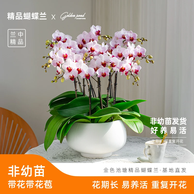 【COCO】浪漫七夕节 蝴蝶兰盆栽【貂蝉】鲜花室内花卉带花带花苞种植
