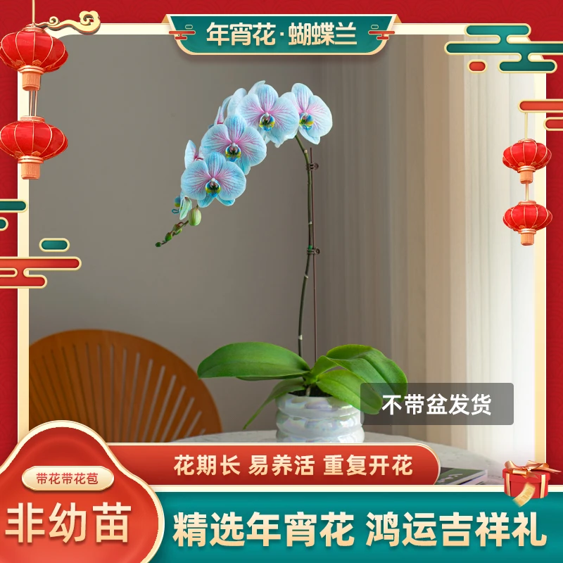吸色蝴蝶兰【马卡龙】室内阳台花卉蝴蝶兰盆栽种植生长花【非纯天然】
