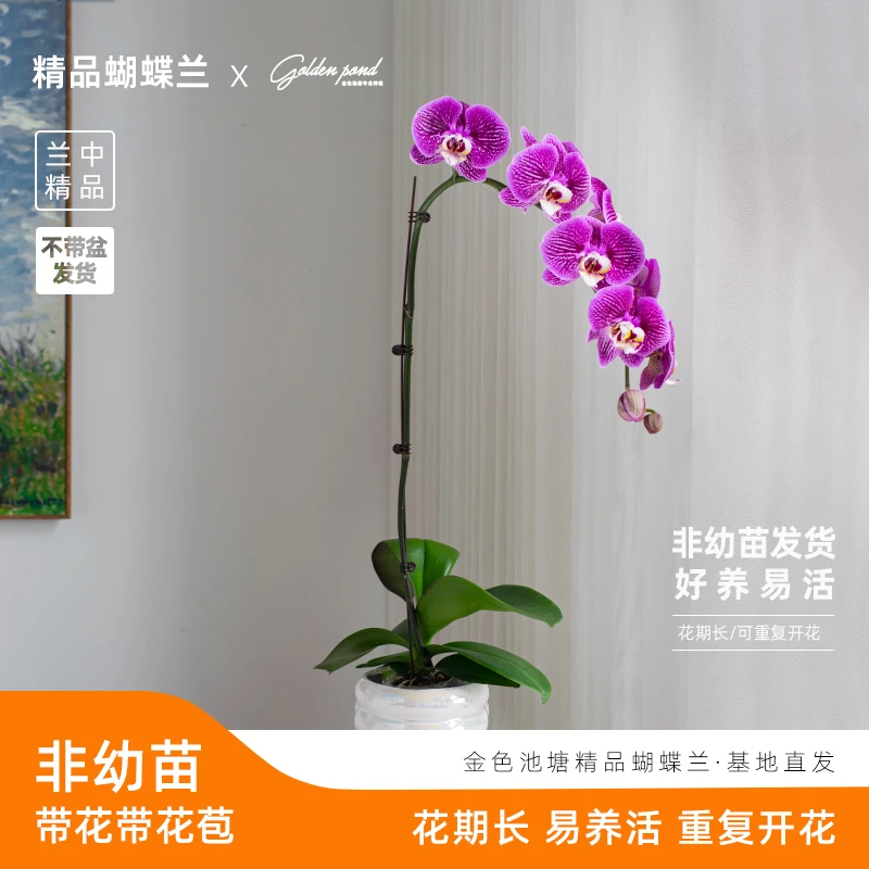 精品蝴蝶兰【画眉鸟】室内阳台花卉盆栽耐寒带花带花苞客厅  绿植花