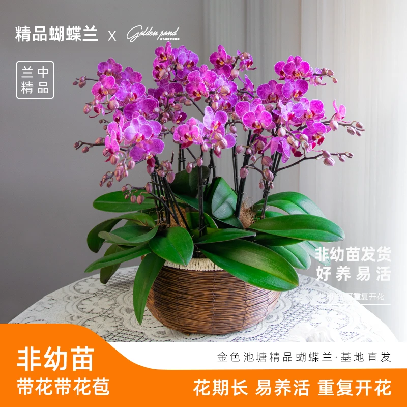 精品鲜花蝴蝶兰【波斯猫】送人送礼 室内卉盆栽带 花带花苞前台绿植