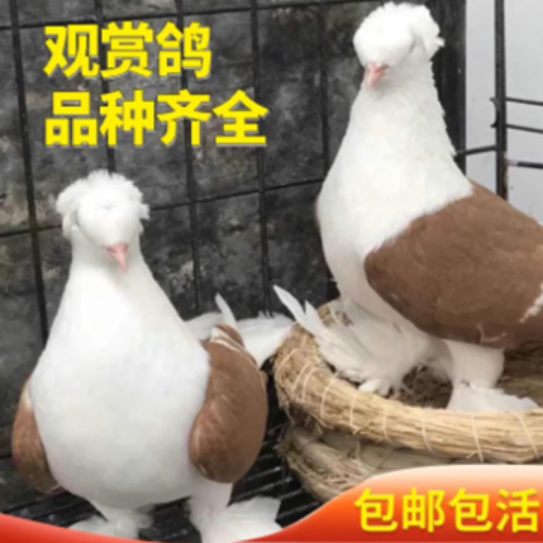 养殖场现抓现发 精品黄彩背紫彩背观赏鸽一公一母发货