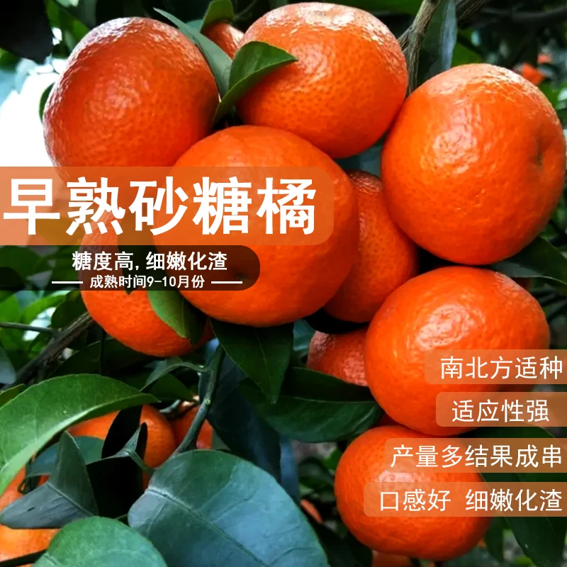 【早熟砂糖橘】嫁接果苗庭院植物盆栽地栽阳台庭院四季种植